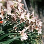 石垣の花　アマリリス