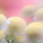 夏白菊（マトリカリア）
