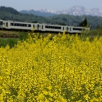 菜の花の草原を往く！