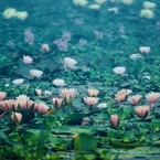 雨の華