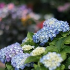 玄関先の紫陽花