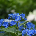 小田原城址公園にて
