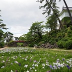 小田原城址公園にて