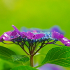 梅雨の風物詩