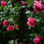 厚別薔薇祭開催