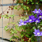 造花の様な花びら♪