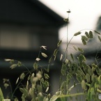 オールドレンズで　オオツ麦