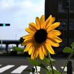 向日葵の咲く街角⑥