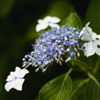 Hydrangea macrophylla