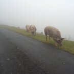 特大ブタに遭遇