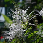 水生植物園で１１