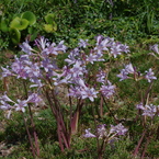 水生植物園で２２