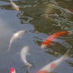 神戸花鳥園４４