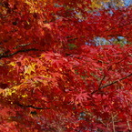 大山崎美術館の紅葉