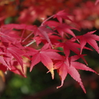 大山崎美術館の紅葉
