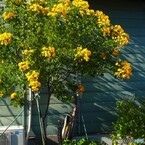 青い壁と黄色の花
