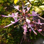 薄紫のネコノヒゲ