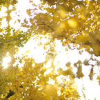autumn for tokyoites 2020