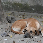 デリーの野良犬