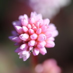 なんて花？？
