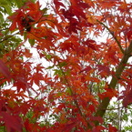 紅葉