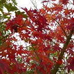 紅葉