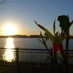 太陽２