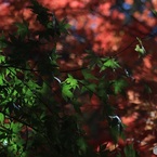 紅葉　3