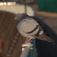川をみつめるハト