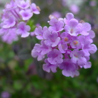 秋花 薄紫