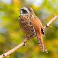 冬の里山で3(ホウジロ)