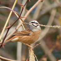 冬の里山で6(ホウジロ  食事中)