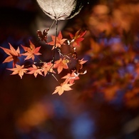一年生の秋
