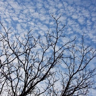 見上げればひつじ雲