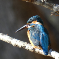 冬の里山で5(カワセミ3)