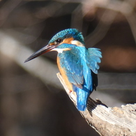 冬の里山で6(カワセミ4)