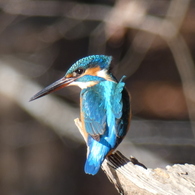 冬の里山で6(カワセミ4)