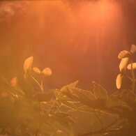 夢の中で