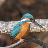 冬の里山で15(カワセミ9)