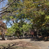 紅葉と木陰