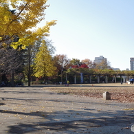紅葉と木陰２