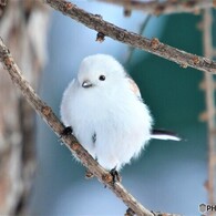 THE SNOW II