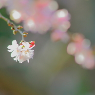 春の兆し