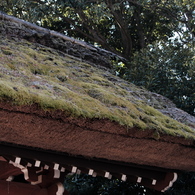 苔むした屋根