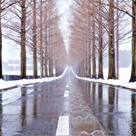 マキノメタセコイア並木道雪景　1