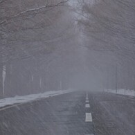 マキノメタセコイア並木道雪景　10