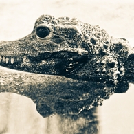 Crocodile