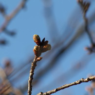 タイミングを見る桜