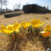 golden yellow