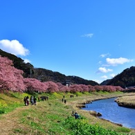 春の訪れを告げる風物詩